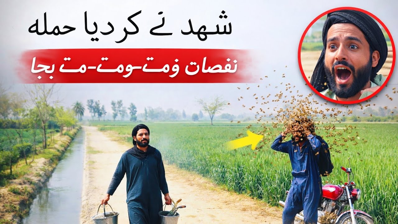  شہد نے کر دیا حملہ!نقصان ہوتے ہوتے بچا 😱🐝
