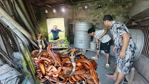 Cuộc Gọi Khẩn Cấp Từ 1 Thanh Niên Nhìn Thấy Rắn Hổ Mang Vào Bếp 