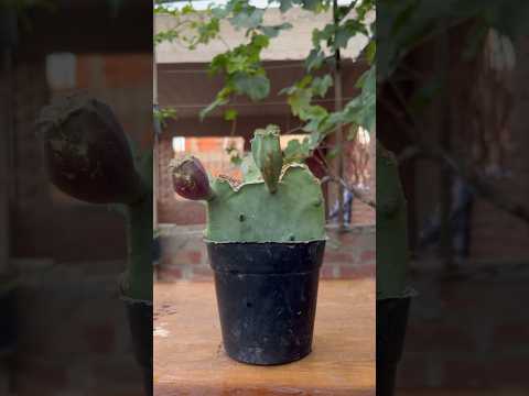 زراعة التين في المنزل Explore Garden Food علوم الزراعه Fruit Arabic زراعة التين في المنزل Explore Garden Food علوم الزراعه Fruit Arabic