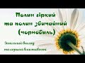 Полин гіркий та полин звичайний чорнобильник Приклади та відмінності Лікарські властивості Збір