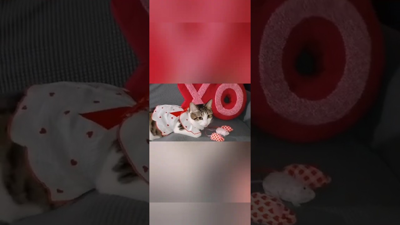 New V-Day Toys 💕🐈 