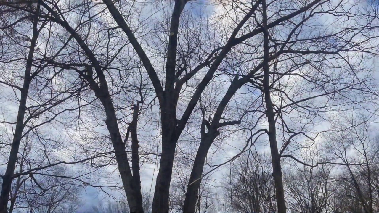 Gigantic Red oak removal - YouTube