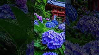 Hydrangea Rain Ambience ☔💠 Relaxing Piano for Study, Focus & Relaxation Part2 #flowers #hydrangea