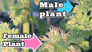 How to breed marijuana plants ,make your own seeds