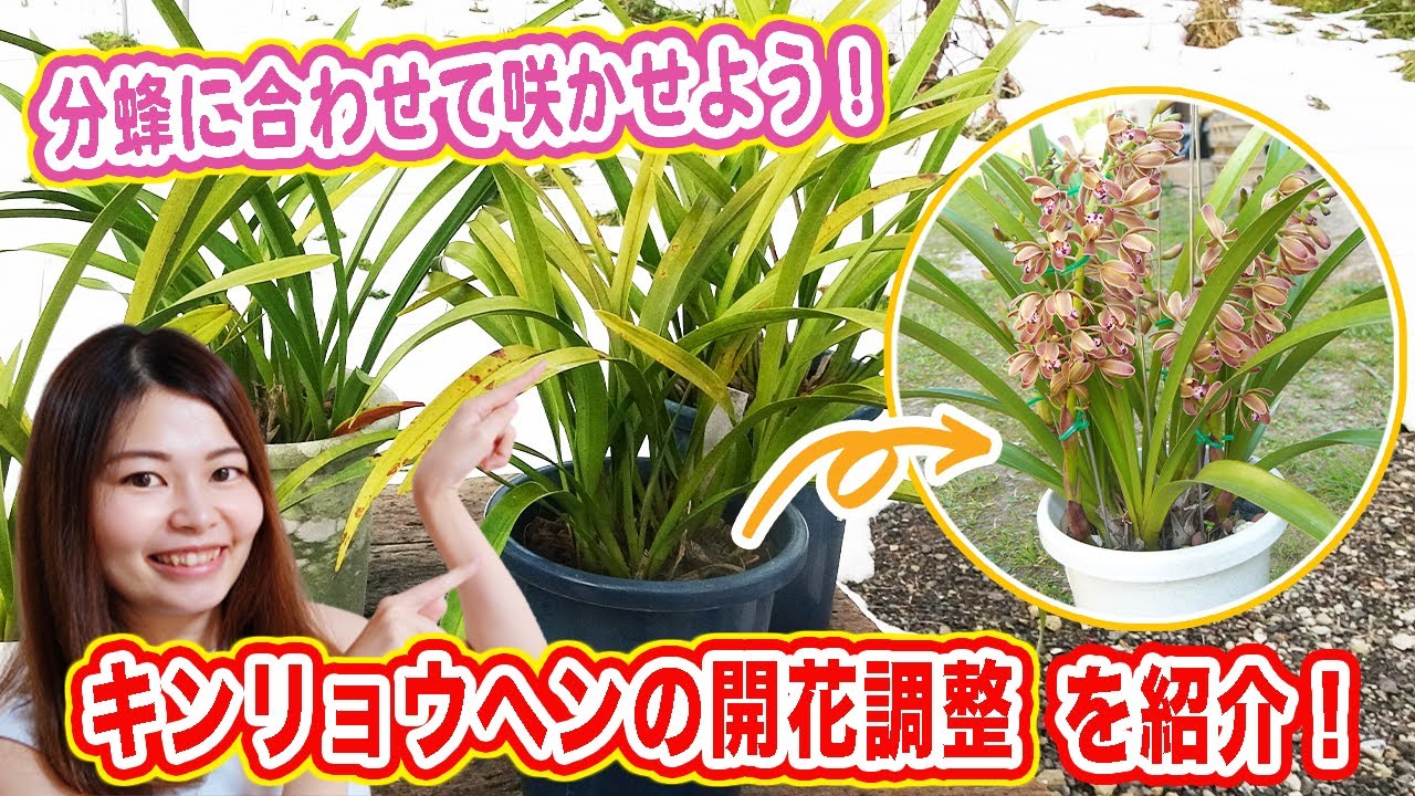 Bloom in time with the swarming season! Adjusting the flowering of