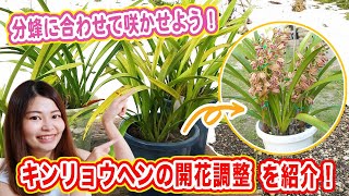 Bloom in time with the swarming season! Adjusting the flowering of