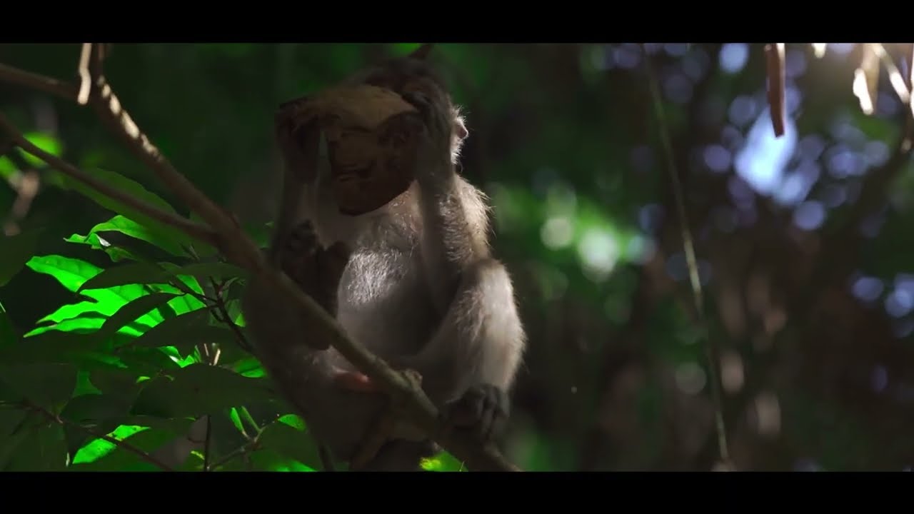Monkey Family Life in Jungle | Cute Baby Monkeys Daily Routine & Emotional Story 🐒🌿