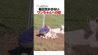 毎日欠かさないワンちゃんへの愛