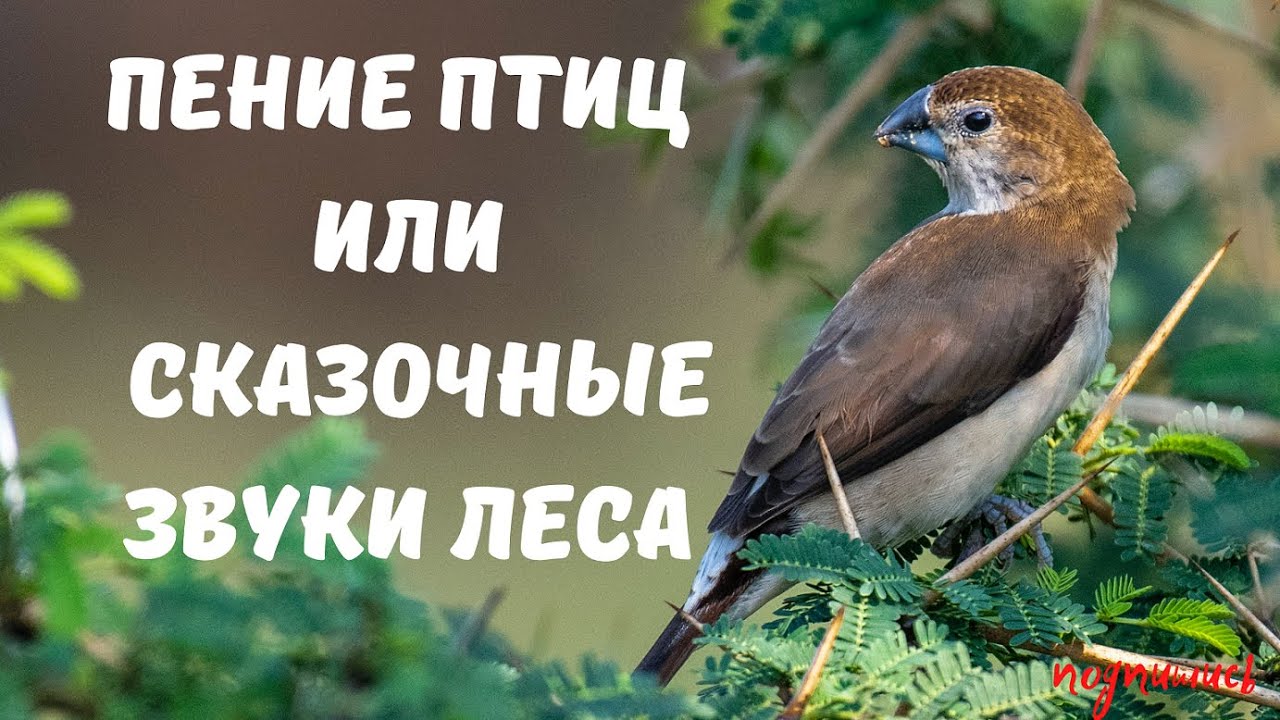 Природа пение птиц для сна. Звуки леса и пение птиц.