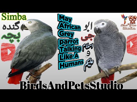 Master of Talking |parrot Talking Allah ho |African Grey Talking Parrot |BirdsAndPetsStudio