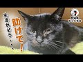【緊急保護】大雨の中助けを求めてきた妊婦猫を保護 ฅ^•ω•^ฅ Protecting a pregnant cat that came for help during heavy rain