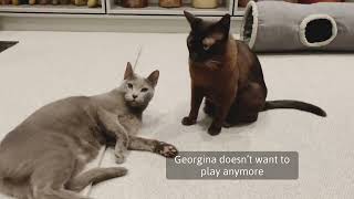 Georgina bites Harriets Tail by Rupert the Cat and Family 246 views 1 year ago 1 minute, 17 seconds