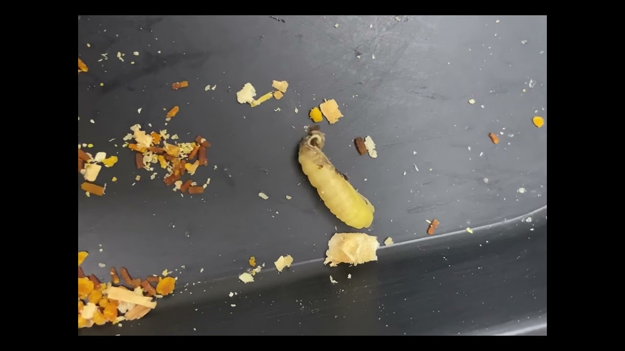 Ecdise do último estágio larval para pupa da Galleria mellonella