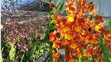 VŨ NỮ HÀNG TUYỂN CHỌN