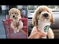 Made your day with these funny and cute golden retriever puppies  cutest golden retriever puppy