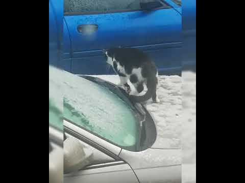 slippery kitty tweaking youtube