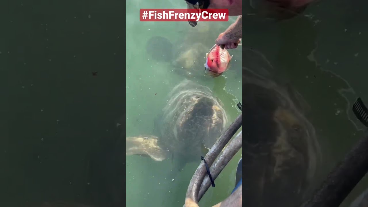 Feeding A Giant Grouper By Hand Is Still Mind Blowing To Me Fishfrenzycrew Goliathgrouper
