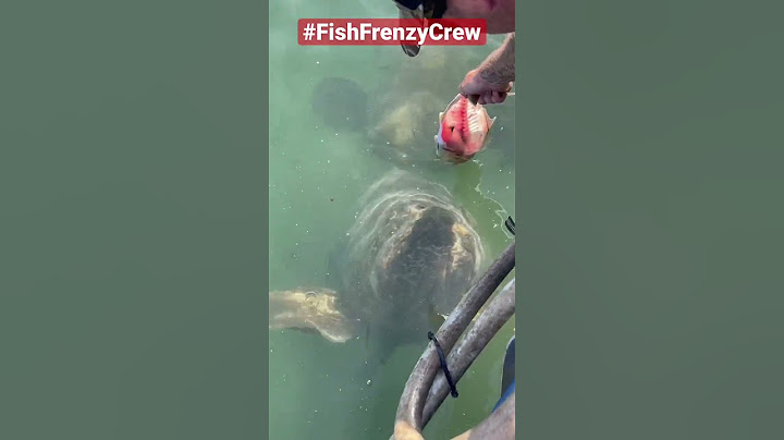 Feeding a giant grouper by hand, is still mind blowing to me. #fishfrenzycrew #goliathgrouper