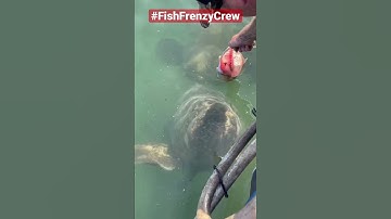 Thumbnail of Feeding a giant grouper by hand, is still mind blowing to me. #fishfrenzycrew #goliathgrouper