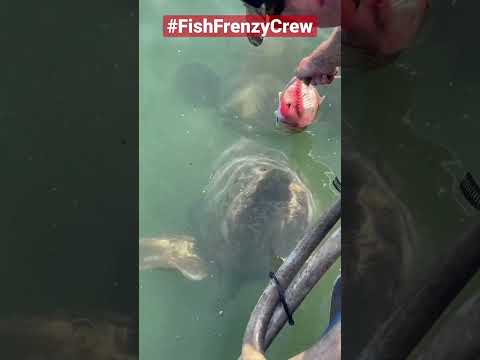 Feeding A Giant Grouper By Hand, Is Still Mind Blowing To Me. Fishfrenzycrew Goliathgrouper