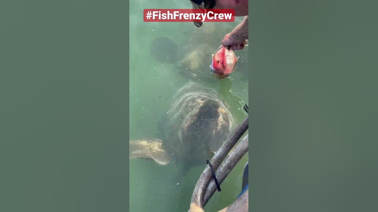 Feeding a giant grouper by hand, is still mind blowing to me. #fishfrenzycrew #goliathgrouper