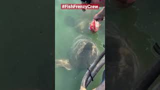 Feeding a giant grouper by hand, is still mind blowing to me. #fishfrenzycrew #goliathgrouper screenshot 5