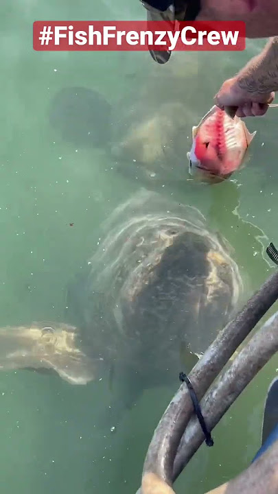 Feeding a giant grouper by hand, is still mind blowing to me. #fishfrenzycrew #goliathgrouper