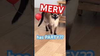 Did This Cat Have A Party