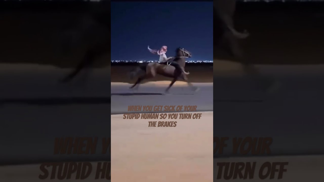 How To Be Completely Irresponsible With A Horse 101 Stophorseabuse