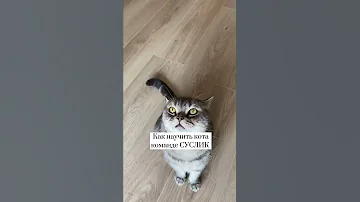 Как научить кота команде СУСЛИК с помощью кликера. Часть 2