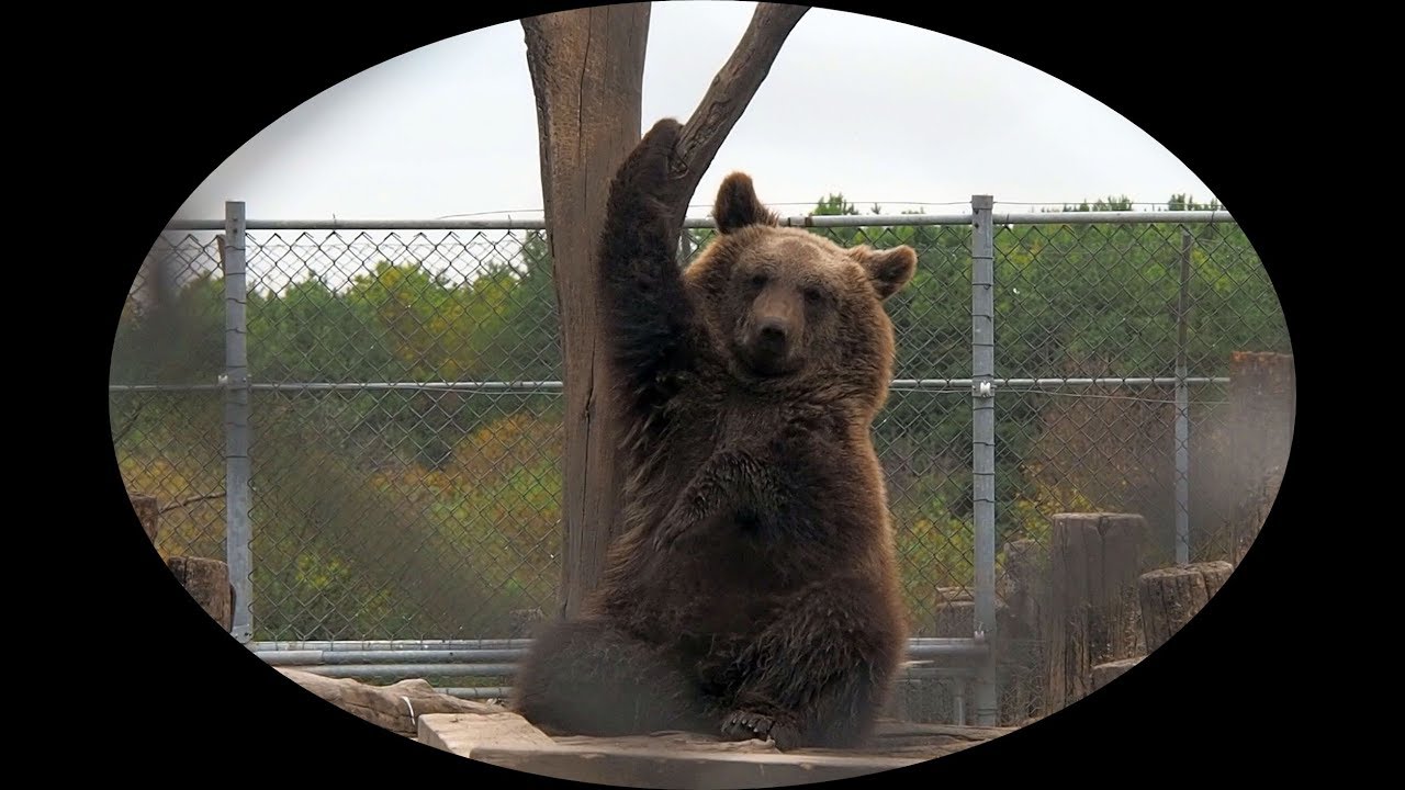 Medveotthon Veresegyház bővített változat(20perces)