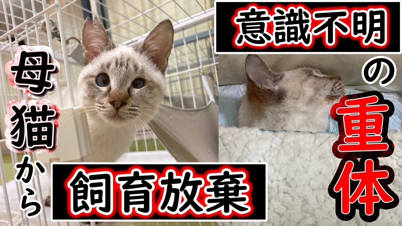 The rescued cat abandoned by her mother has become unresponsive