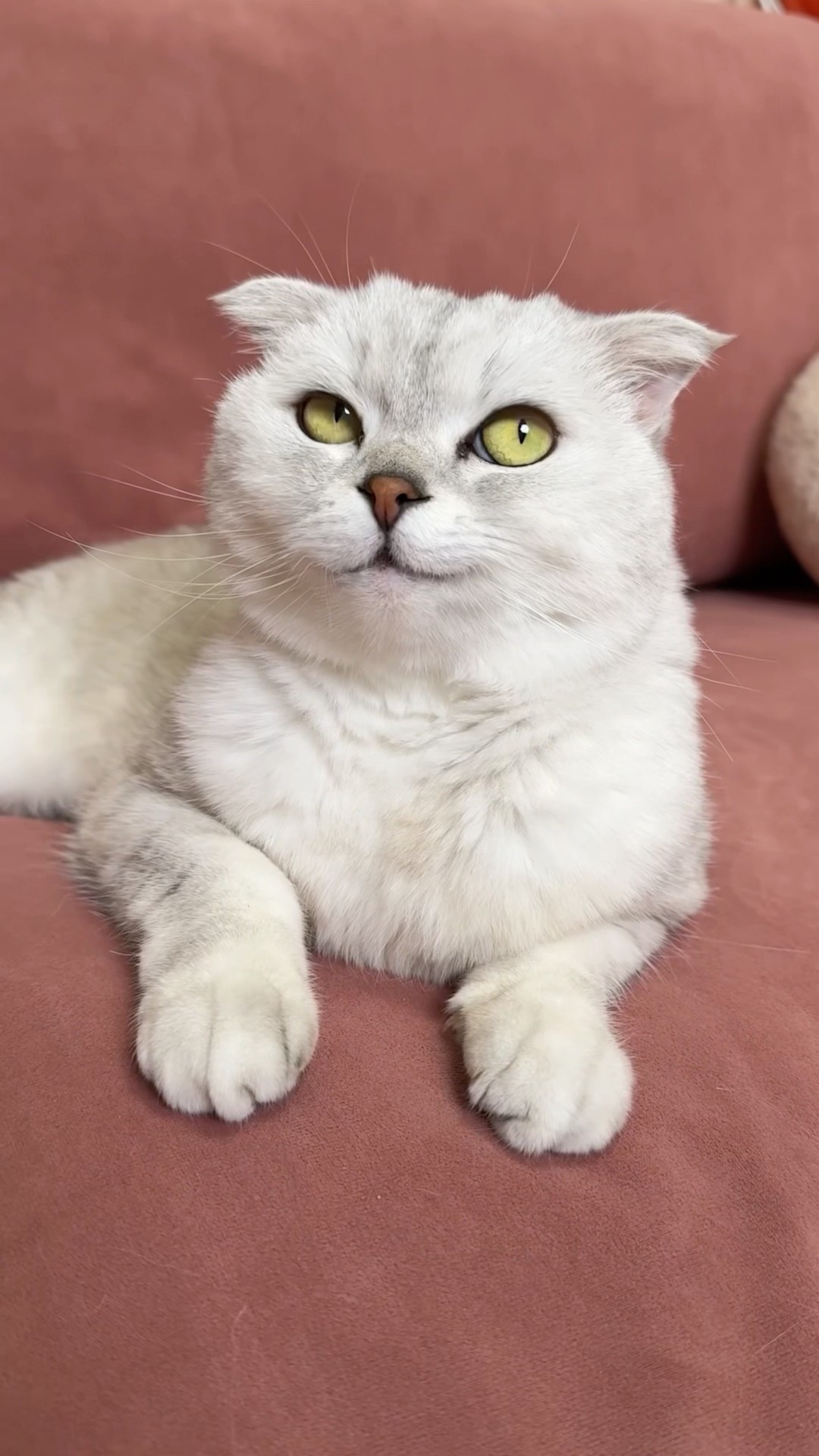 Sonya😂 #cat #cats - YouTube