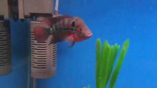 Aquarium-Day 4-Iphone