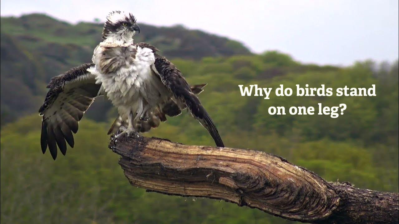 Why Do Birds Stand on One Leg? YouTube