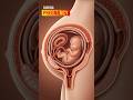 Single Baby Growth Inside Mother S Womb Pregnancy Babyinwomb Shorts 