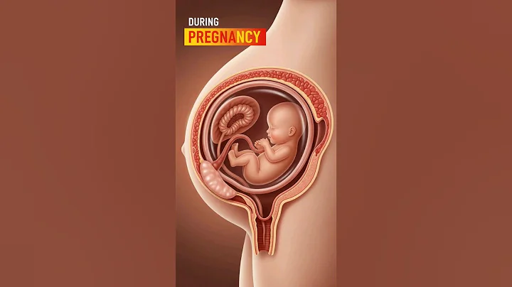 Single Baby Growth Inside Mother’s Womb 💓 #pregnancy #babyinwomb #shorts