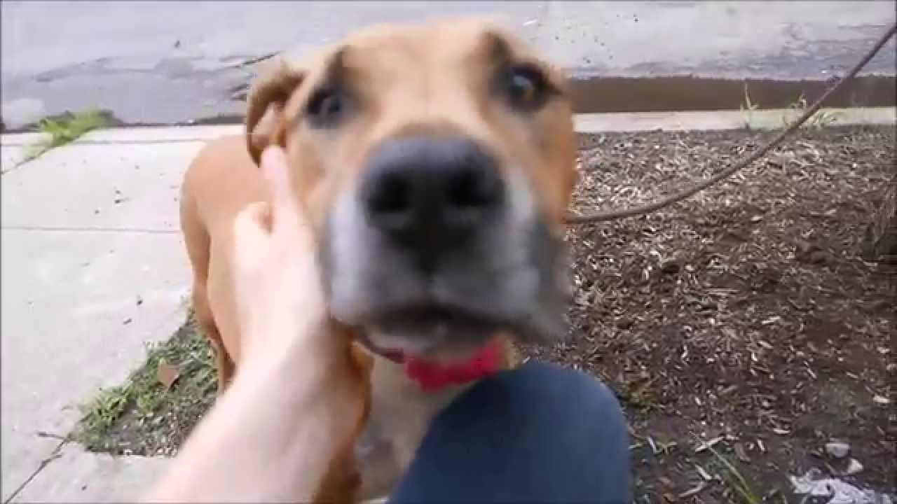 Lala - A1041344 - Brooklyn ACC camera iphone 8 plus apk