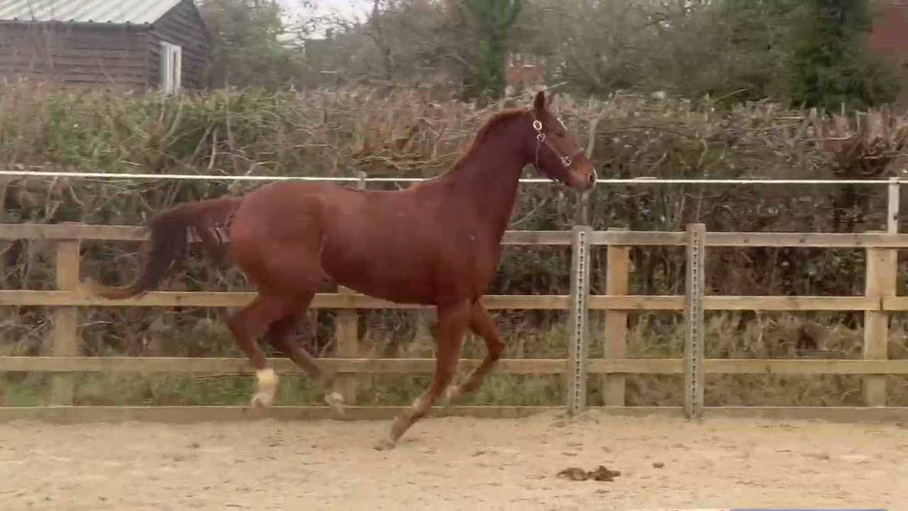 2022 colt by Johnny Depp (Bordeaux) x De Niro!