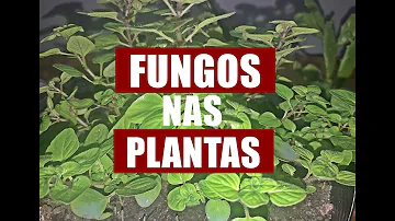 Quais os tipos de fungos nas plantas?