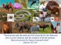 Animals Mentioned in the Quran