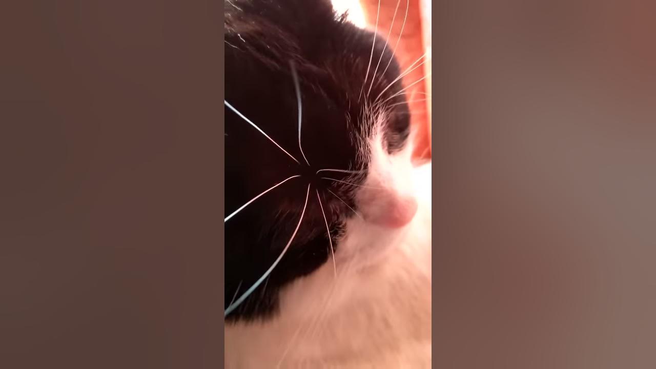 Cat Eyebrow Whiskers. YouTube