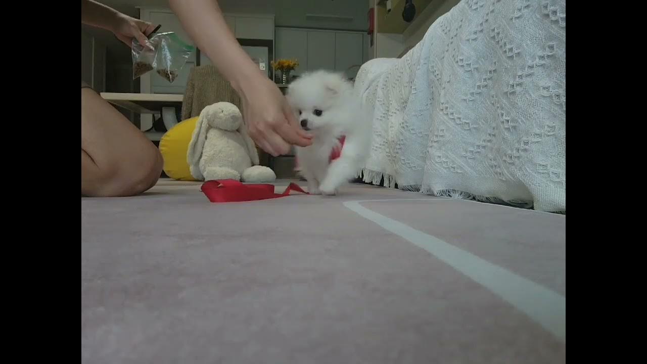 강아지는 처음인 집사와 목줄이 처음인 강아지의 첫 목줄 연습 How to leash train a puppy with a