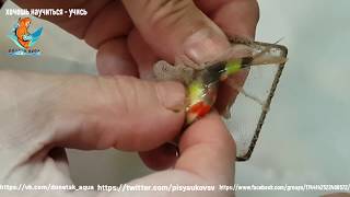 аквариумная рыбка зеленый суматранец глофиш, Amazing idea