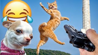 I would die laughing for these FUNNIEST Cats 🤣Funniest Cat Reaction🤣🦮#7