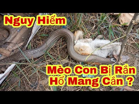 Video: Chất độc Do Rắn Cắn ở Mèo