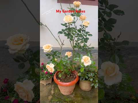 My Gorgeous Garden Roses #rose #flowers #youtubeshorts #trendingshorts #shorts