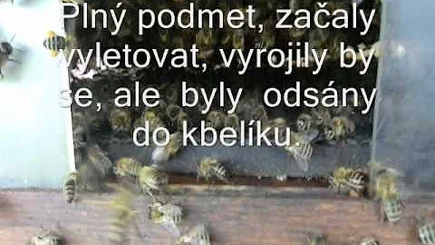 Kdy vymírá hnízdo na podzim?