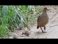 Meet The Grey Francolin.