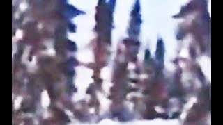 Final Update on Bigfoot ripping tree from the ground